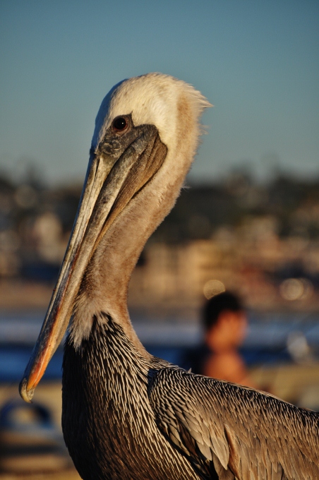 closeup of pelican
